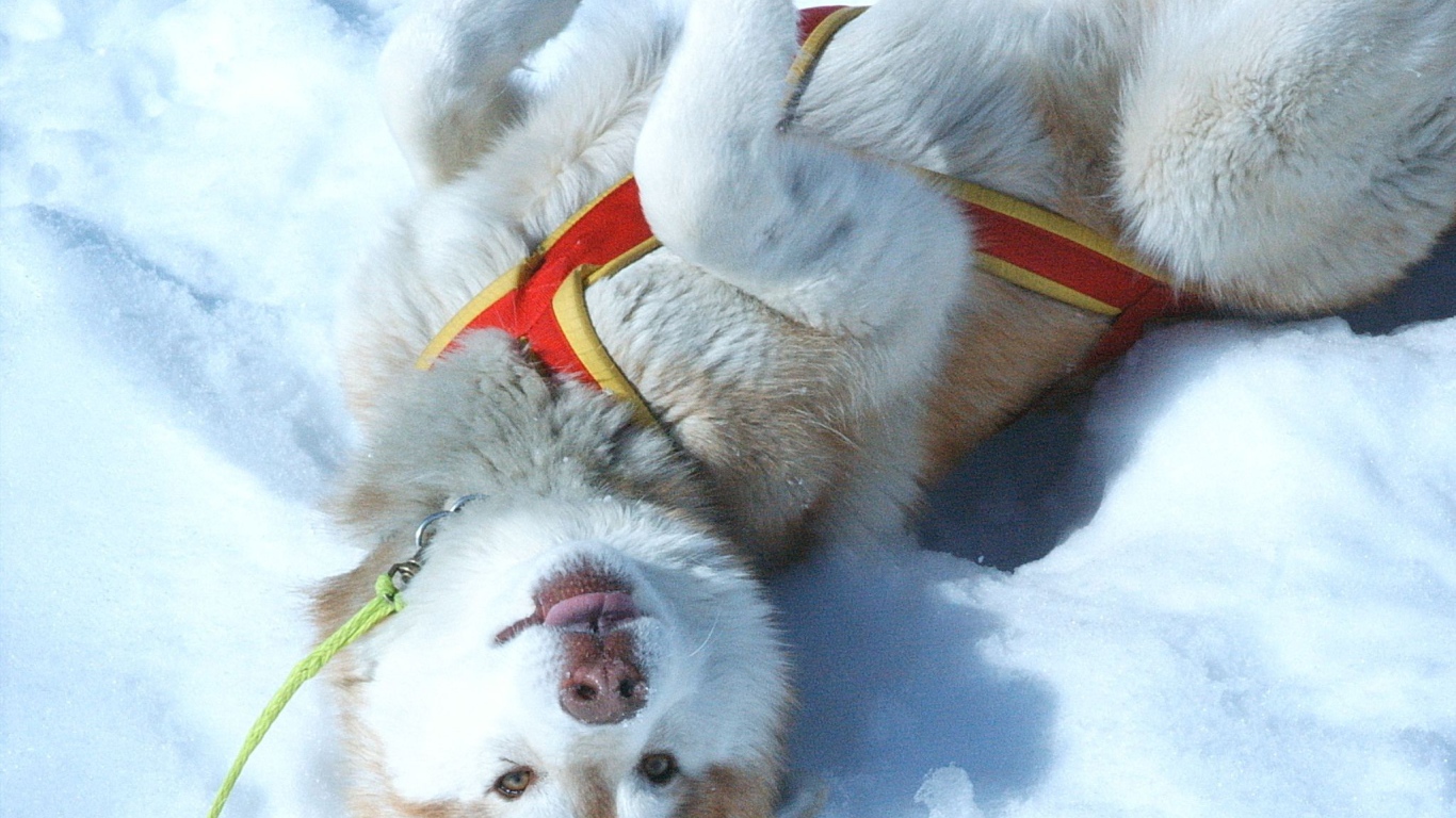 Щенок Сибирский хаски играть в снегу