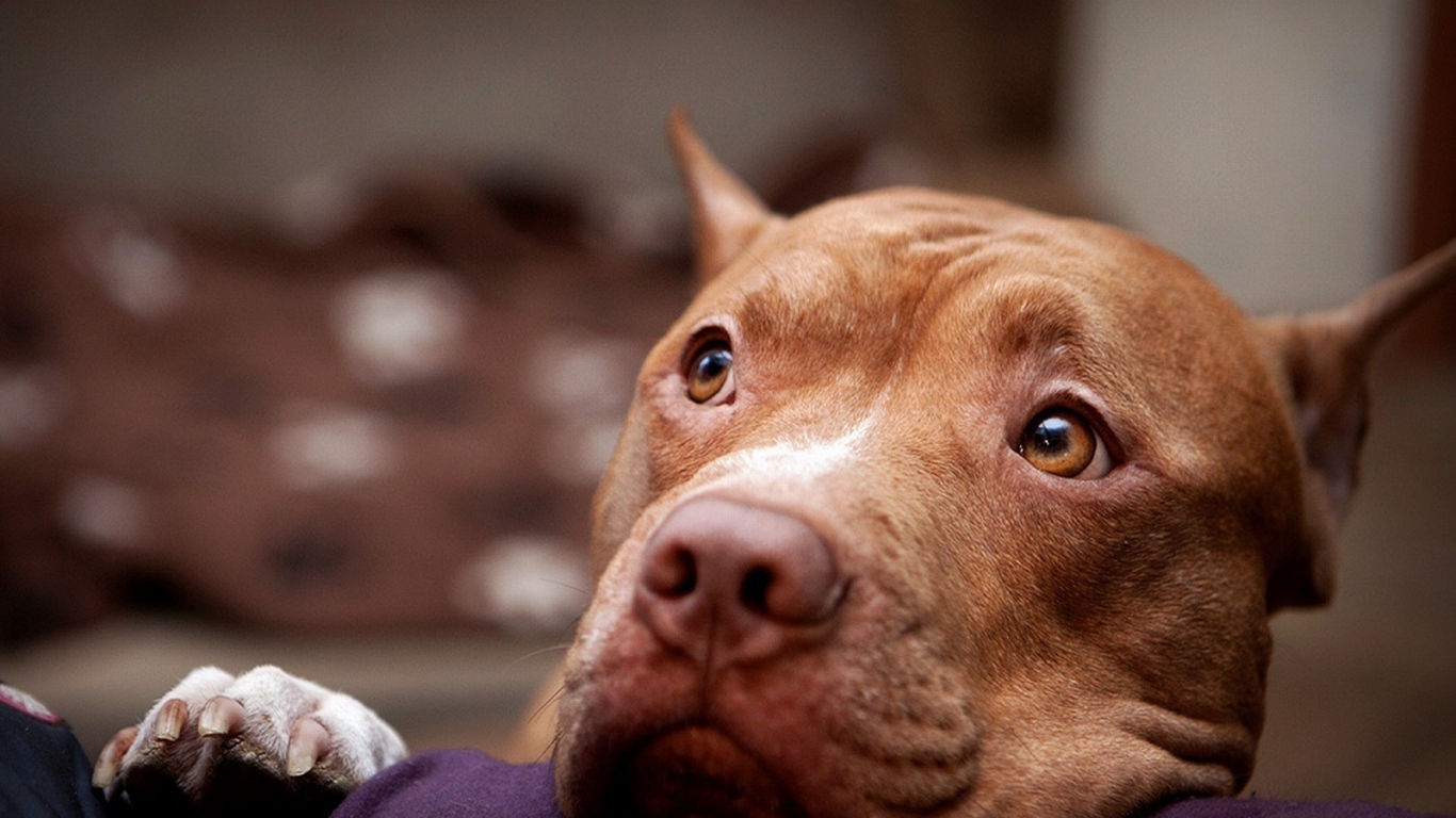 Задумчивый питбуль на диване