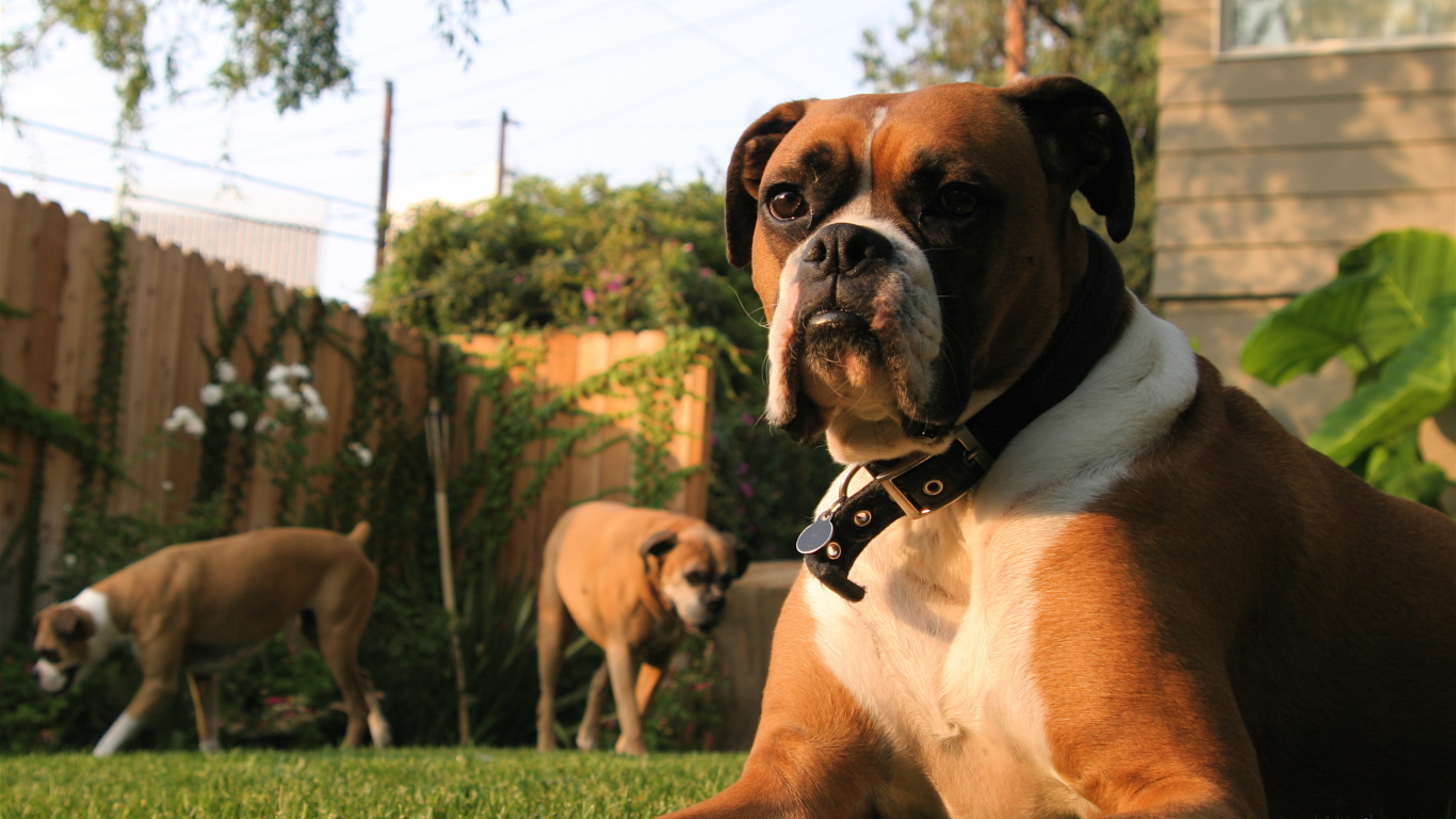 Три боксёра во дворе дома