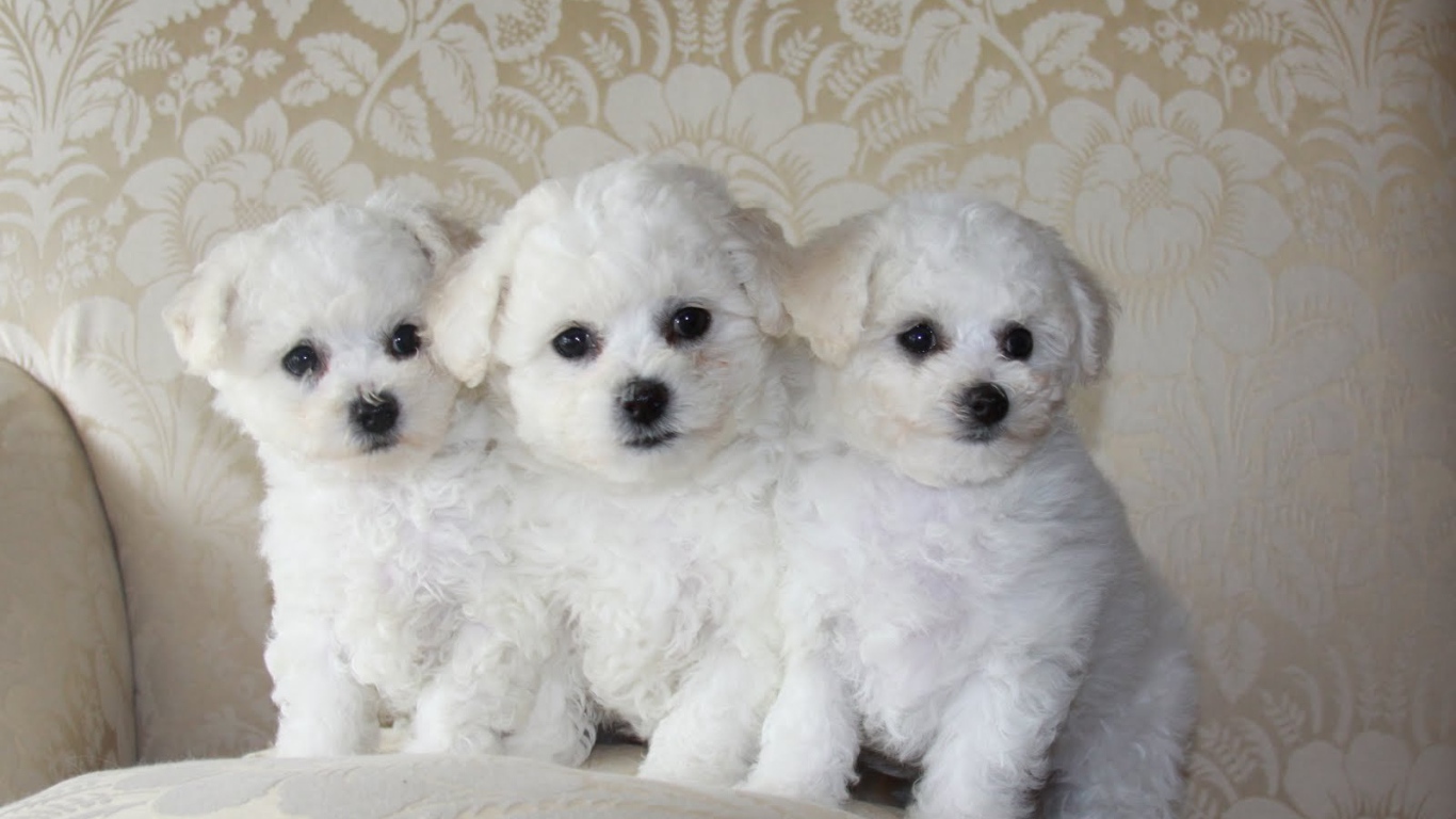 Три щенка породы бишон-фриз на диване