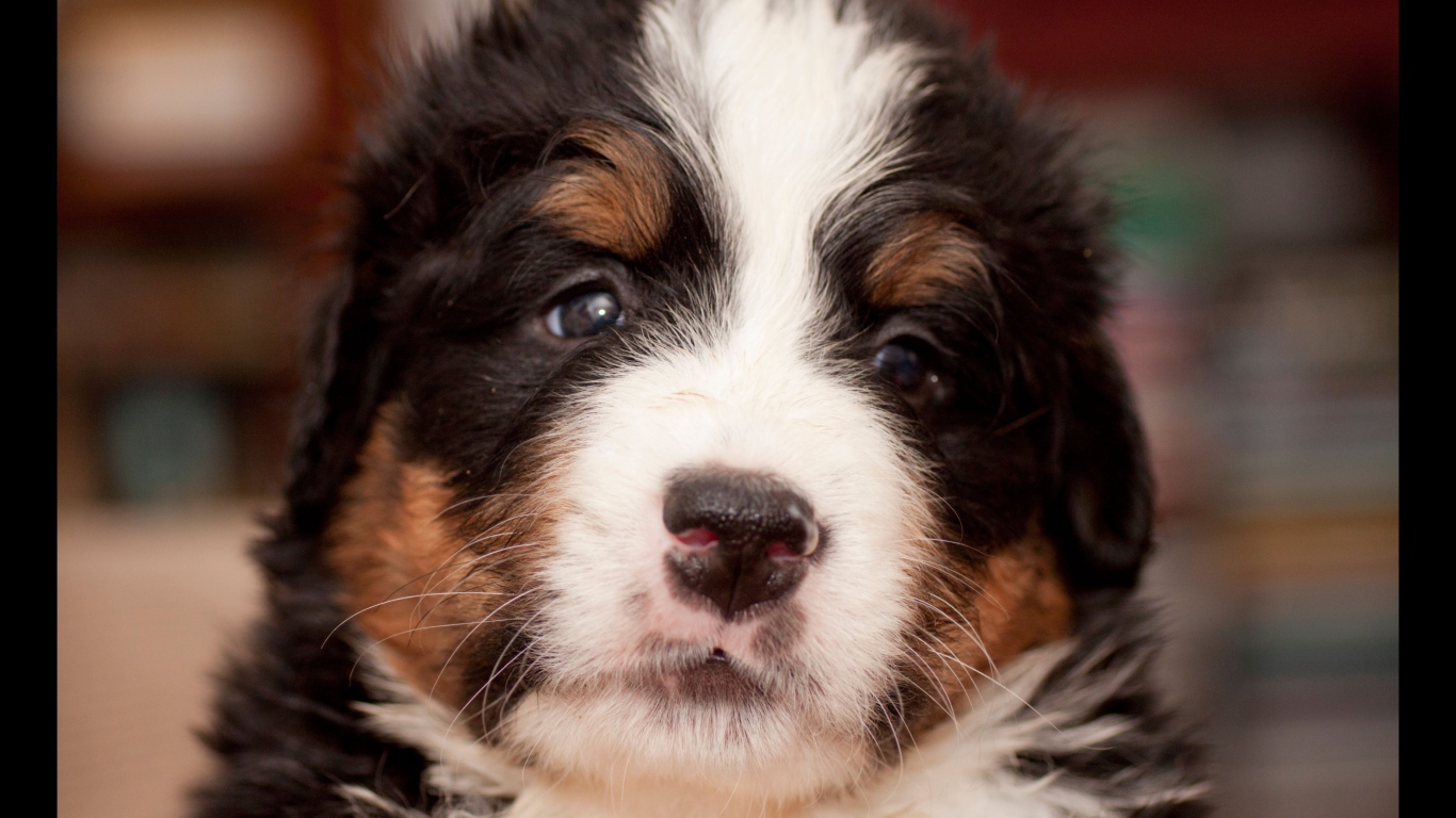 Крохотный щенок бернской пастушьей собаки