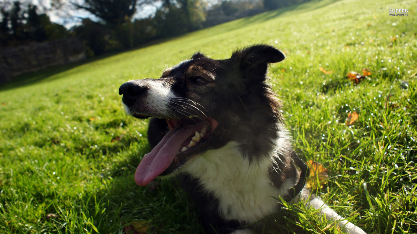 Уставшая бордер-колли лежит на траве