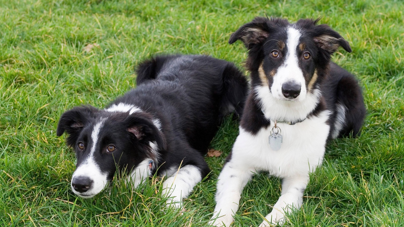 Два щенка бордер-колли лежат на траве