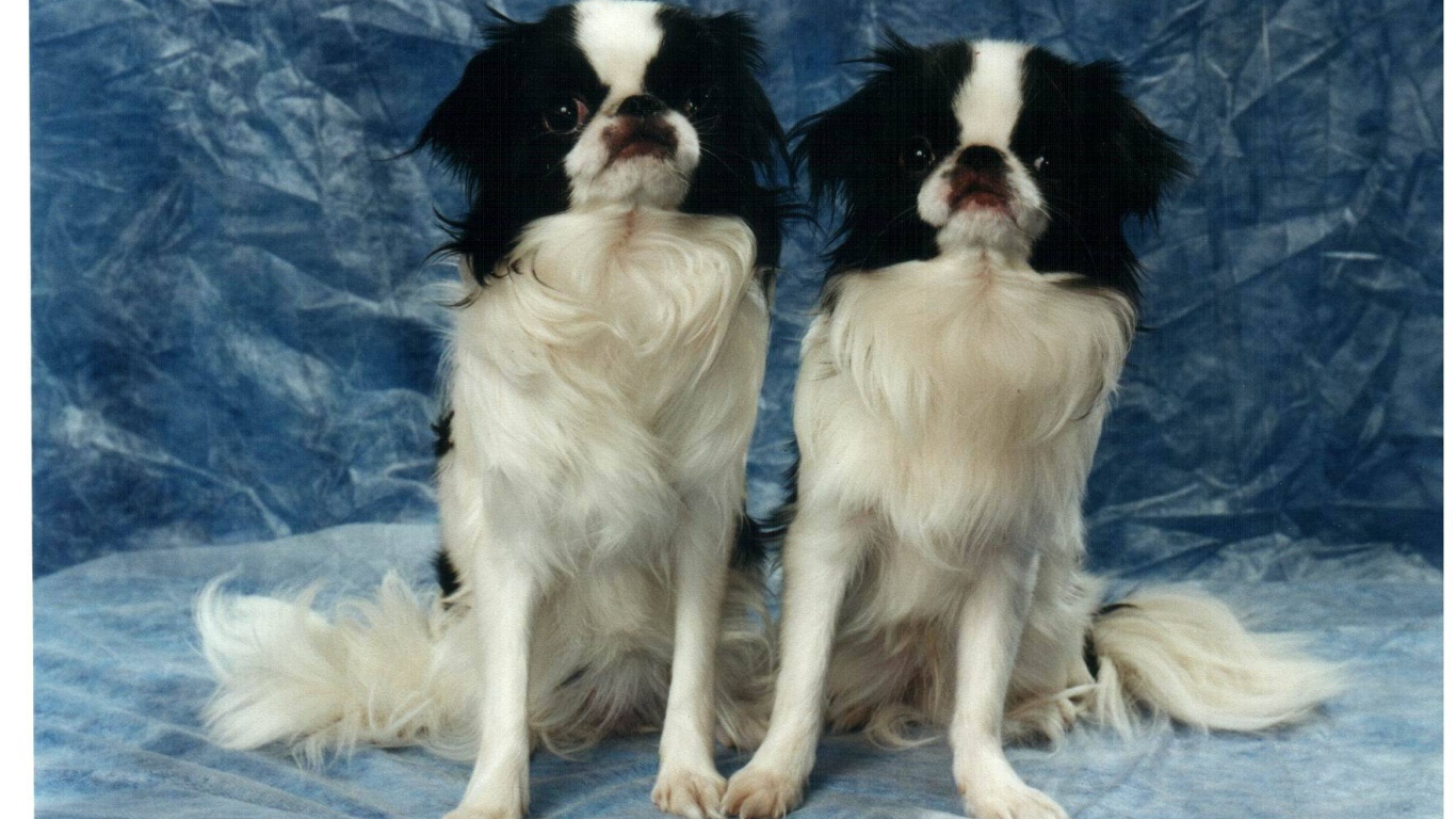 Два японских хина на синем фоне