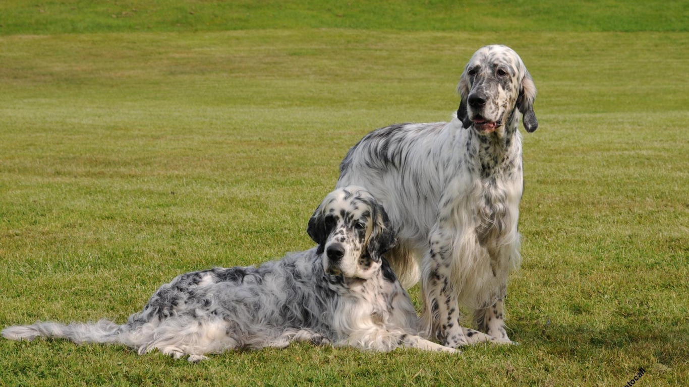 Два взрослых английских сеттера
