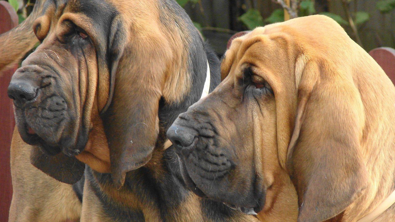 Два взрослых бладхаунда