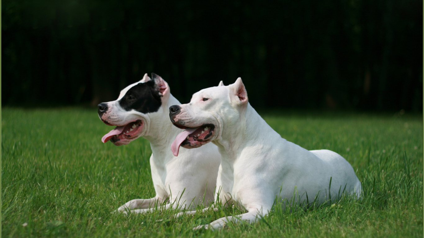 Два красивых аргентинских дога