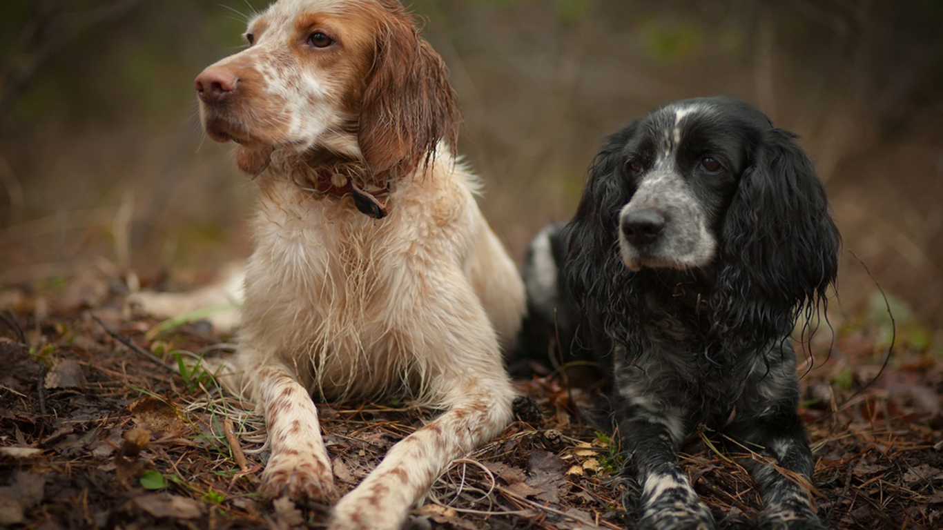Два красивых английских сеттера