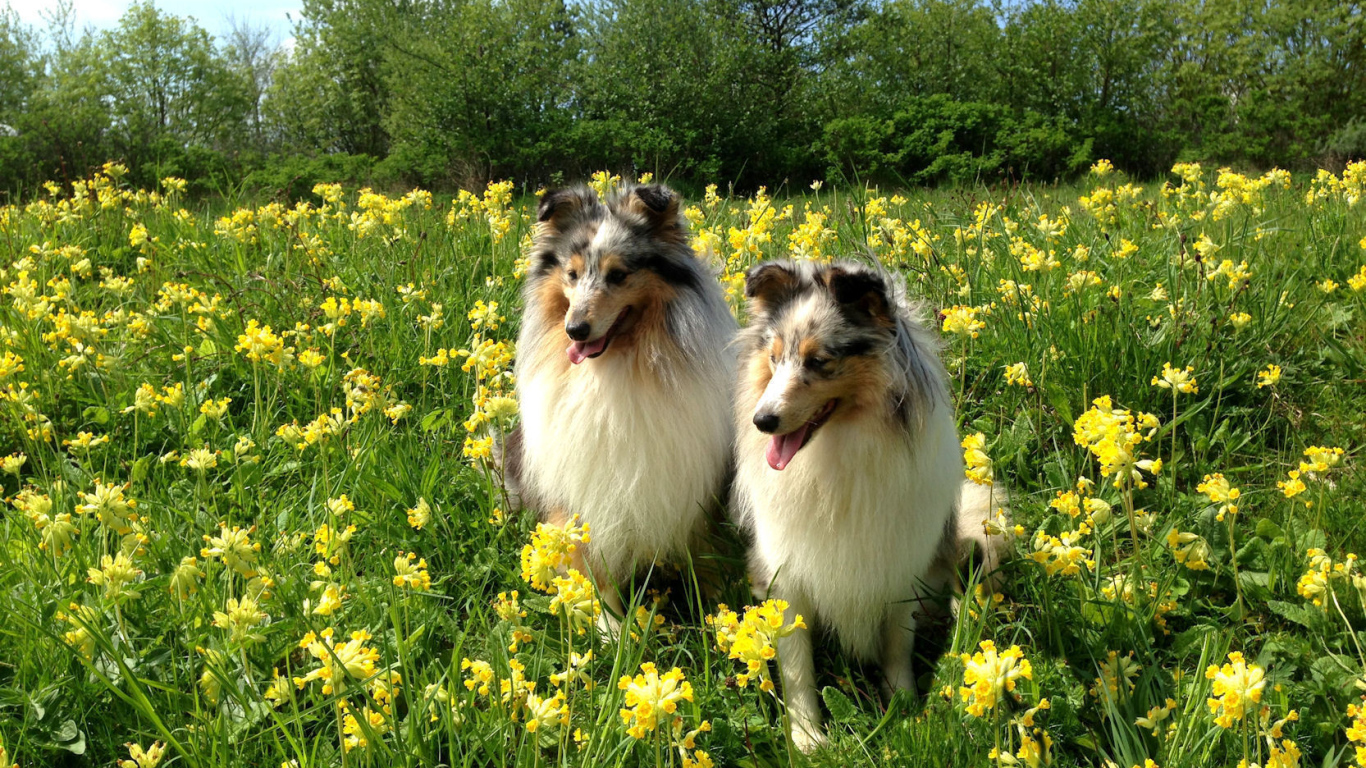 Две красивые собаки породы шелти в цветах