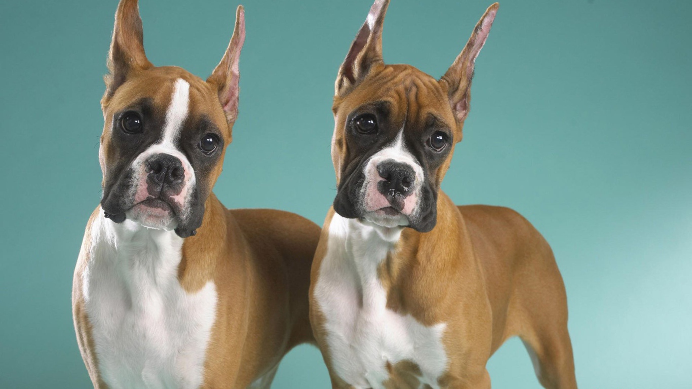 Два брата боксёра позируют