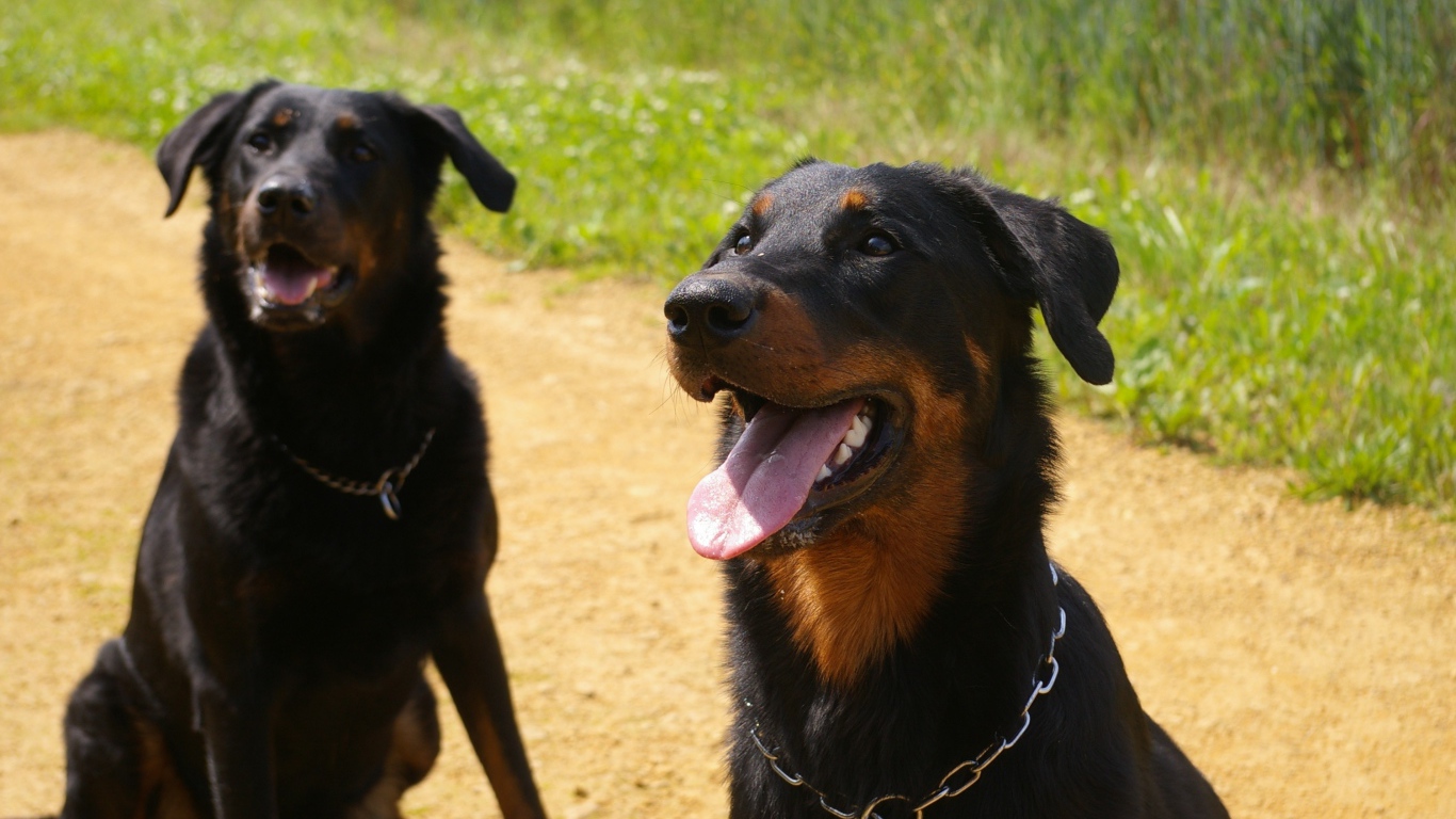 Две собаки породы босерон сидят на дороге