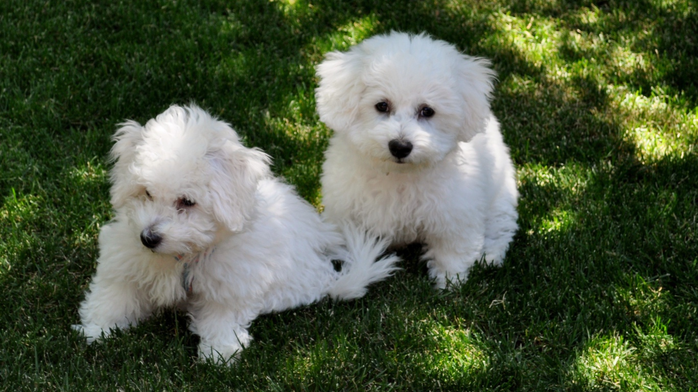 Две собаки породы бишон-фриз отдыхают на траве
