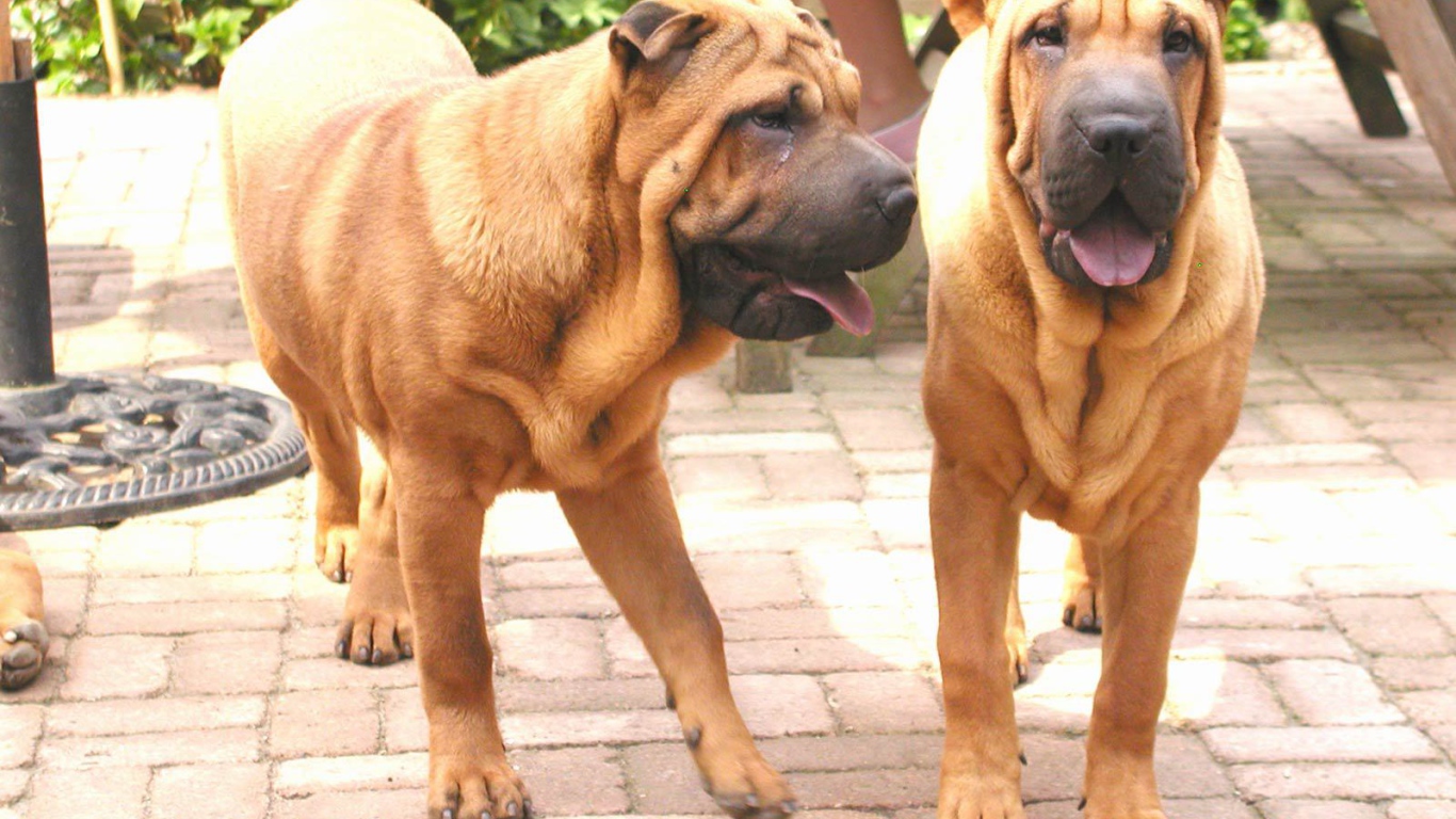 Two Dogs Shar Pei In The Garden Desktop Wallpapers 1366x768