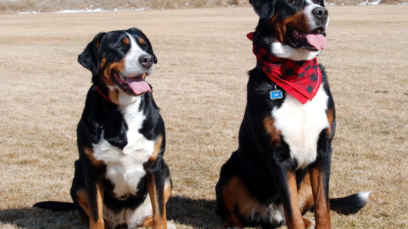 Два больших швейцарских зенненхунда в поле