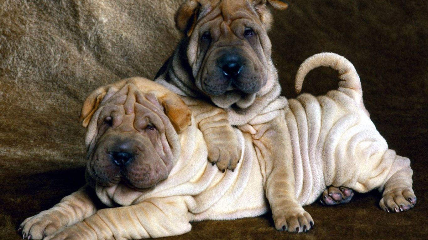 Два маленьких щенка шарпей