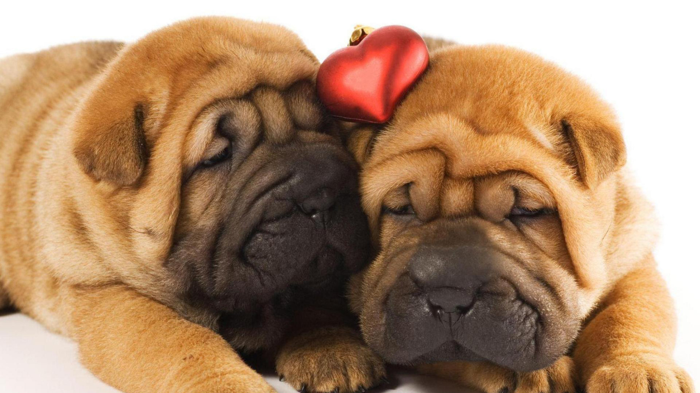 Два щенка шарпей в любви