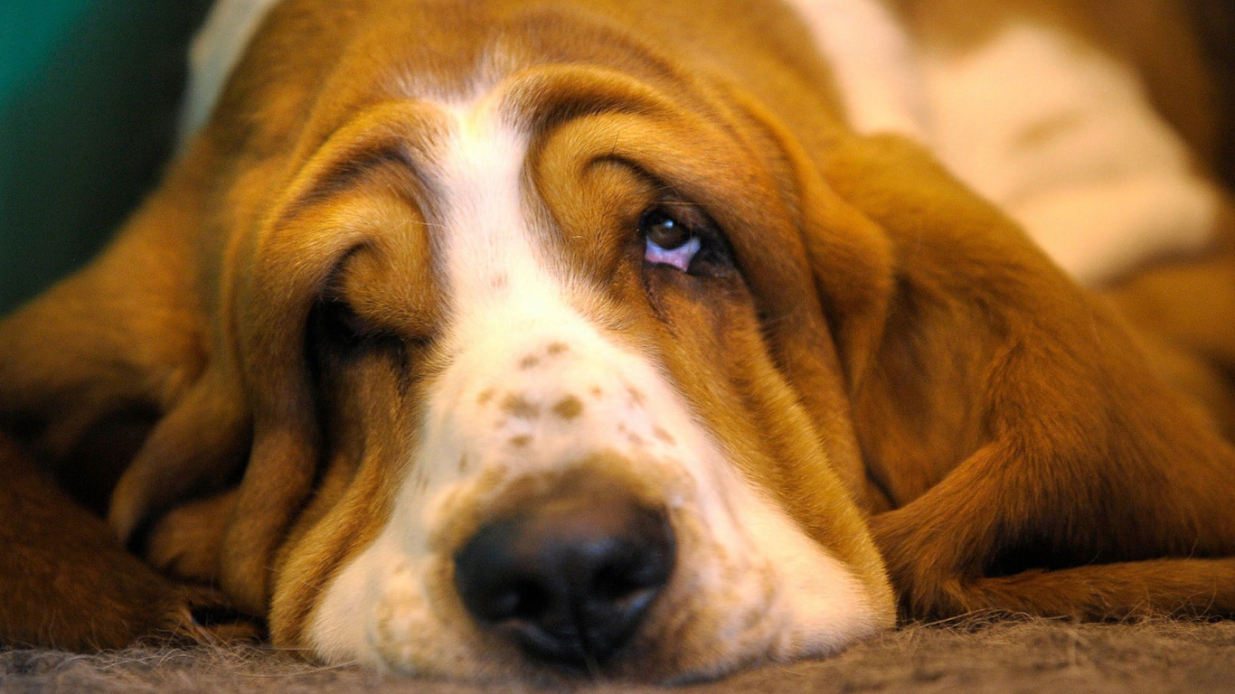 Очень грустный бассет-хаунд