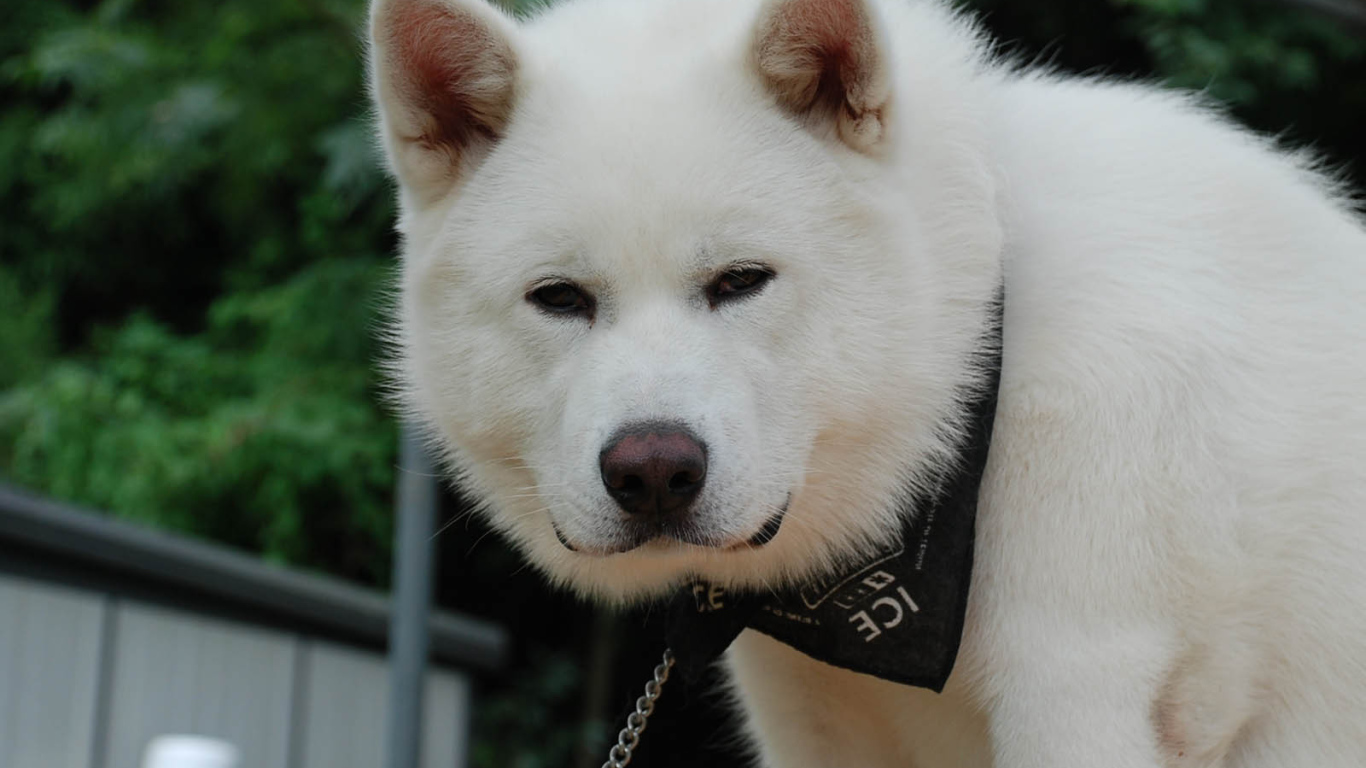 Белая взрослая акита-ину