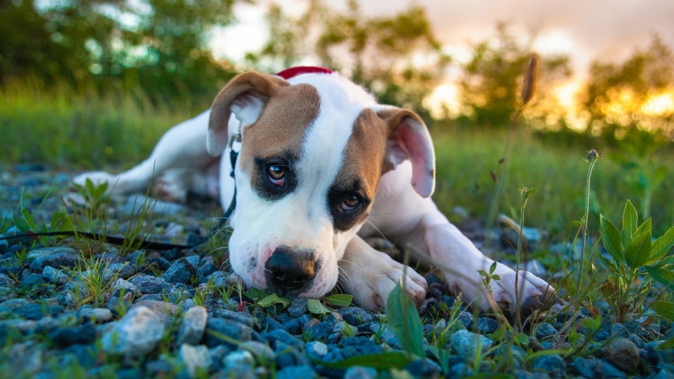 Белый боксёр лежит на камнях