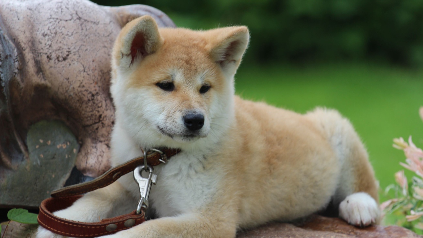 Молодая акита-ину на камне