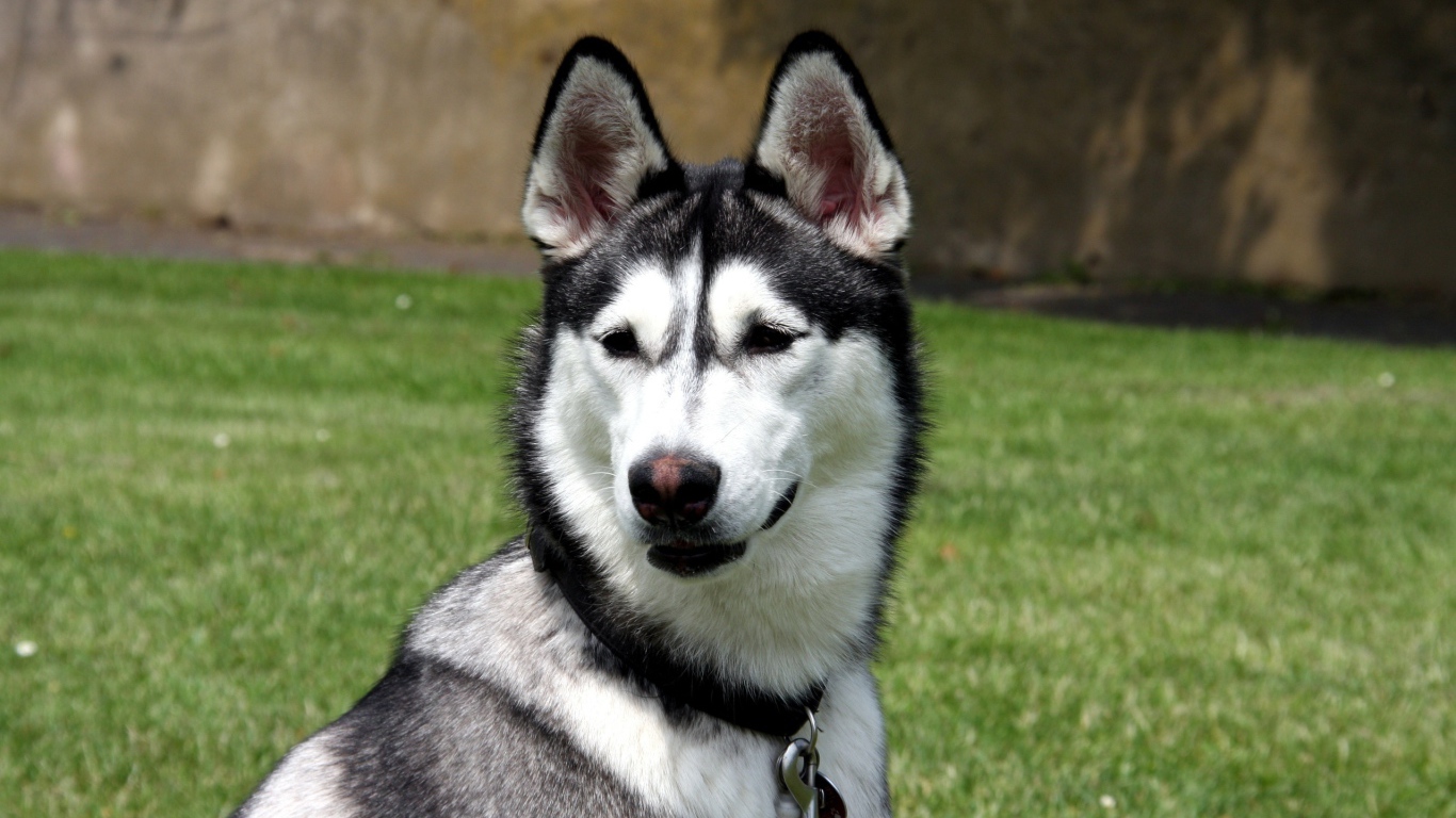 Молодой аляскинский маламут на улице