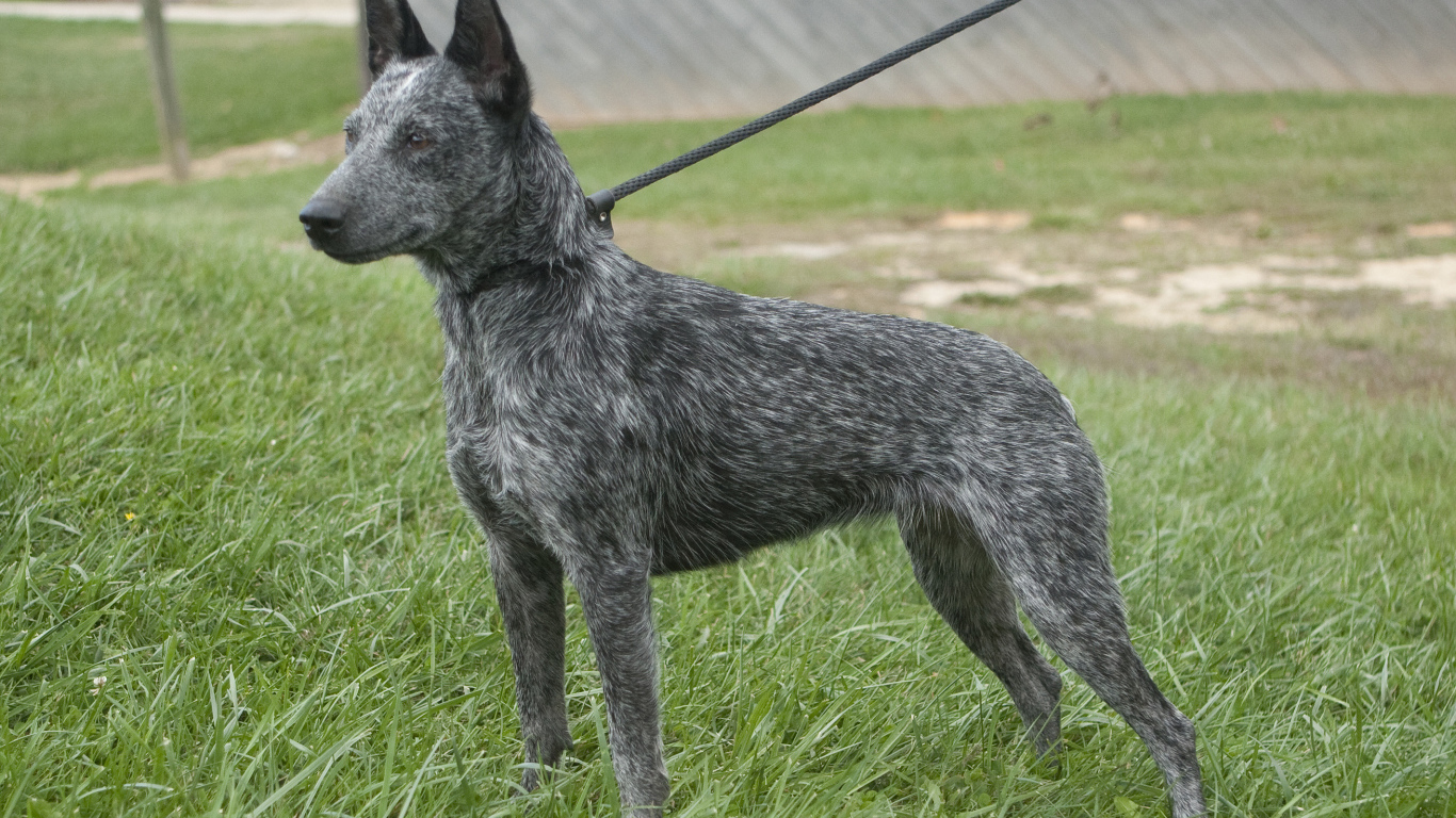 Молодая австралийская пастушья собака