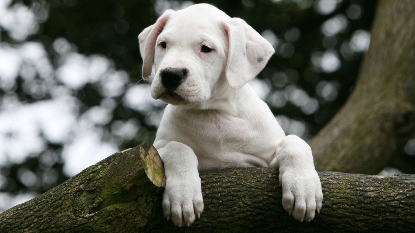 Young Dogo Argentino on the tree