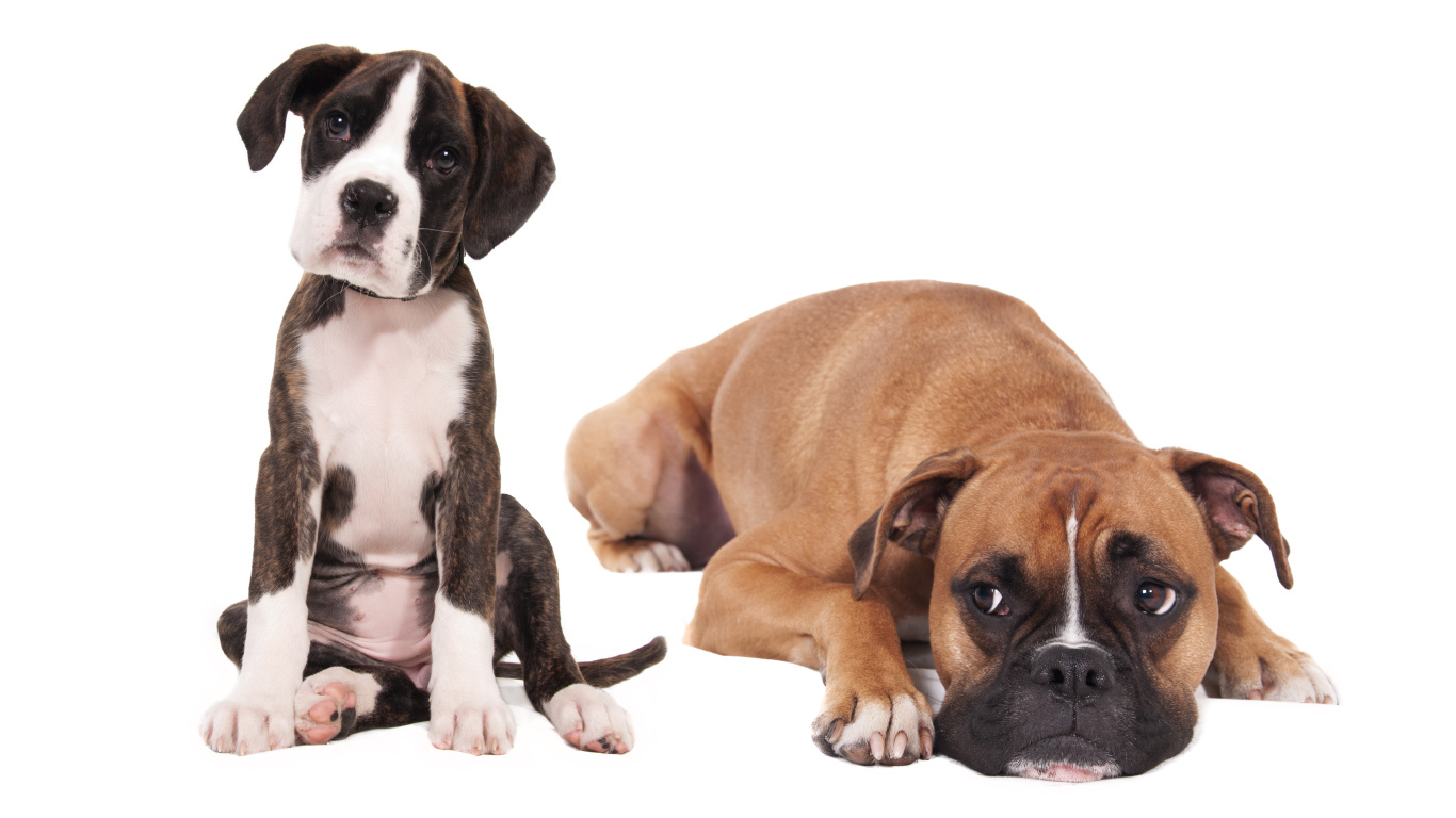 Молодой и взрослый боксеры на белом фоне