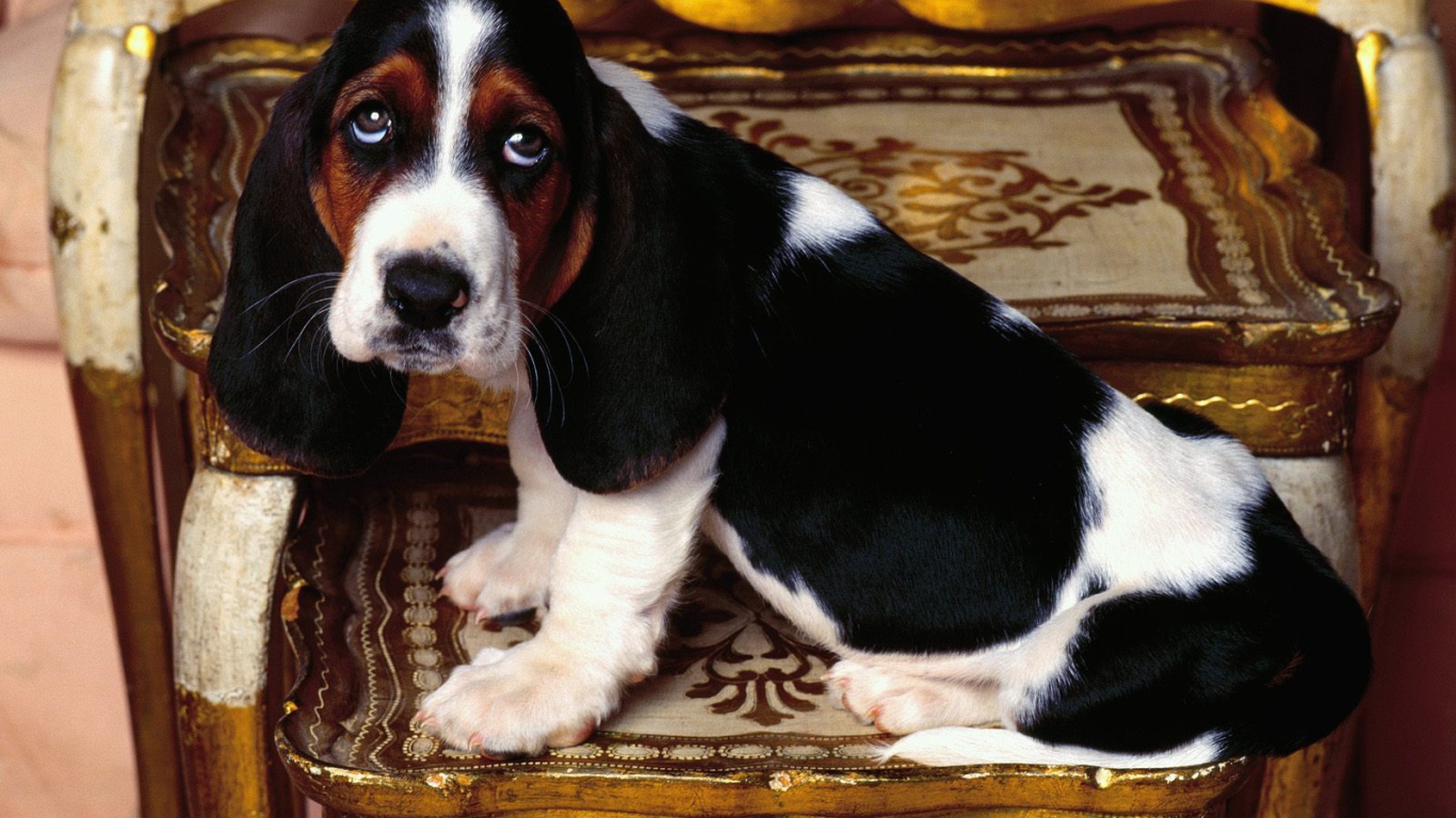 Молодой и грустный бассет-хаунд