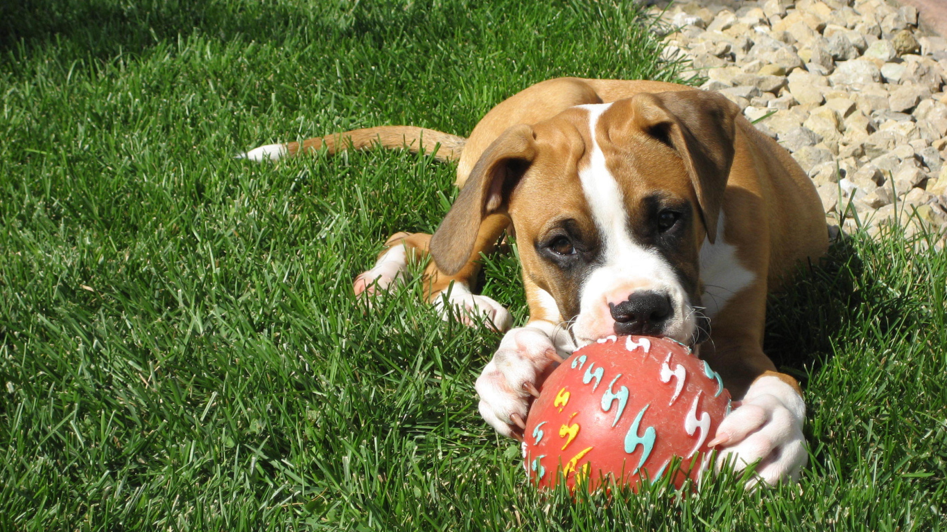 Молодой боксёр с мячом