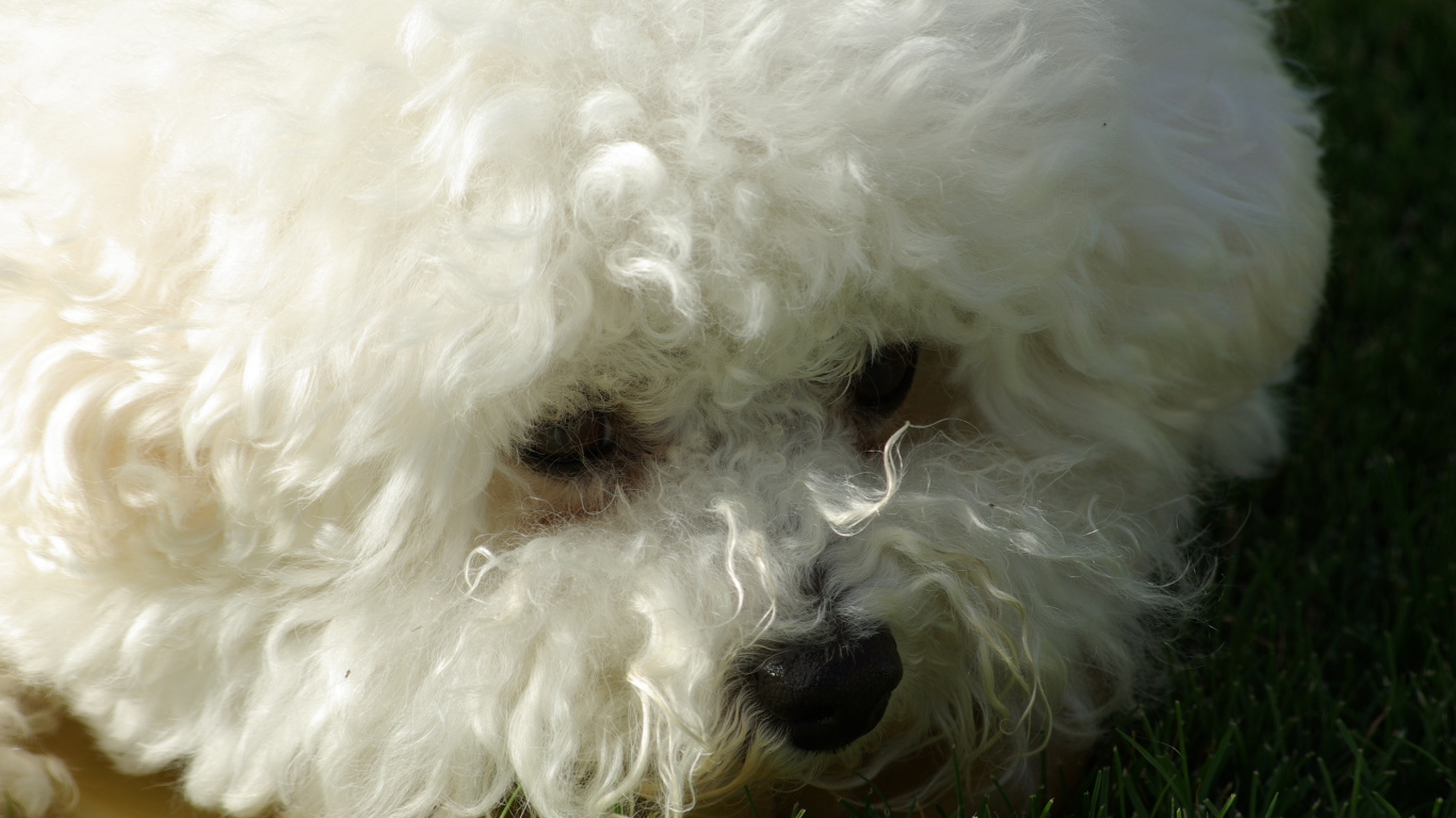 Молодая собака породы бишон-фриз крупным планом