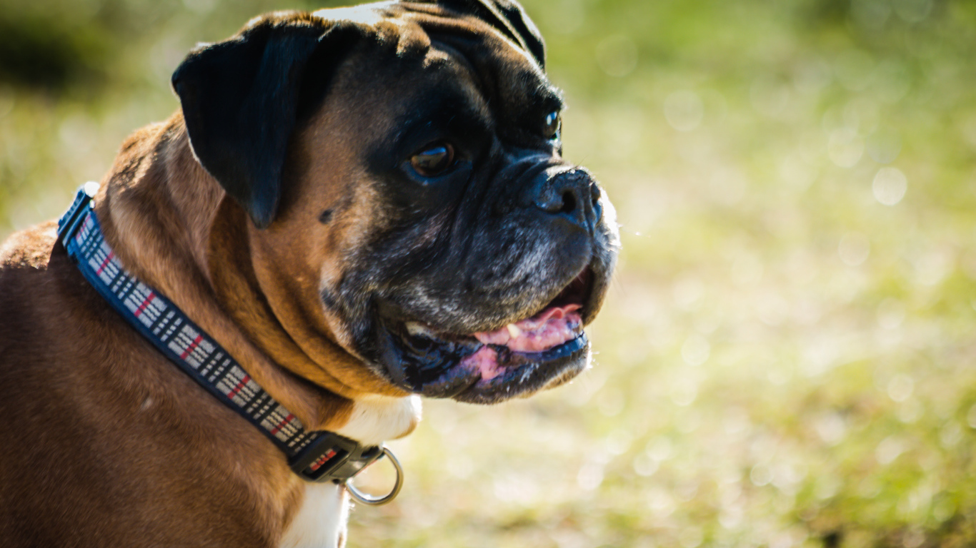 Взрослый боксёр на фоне зелёной травы