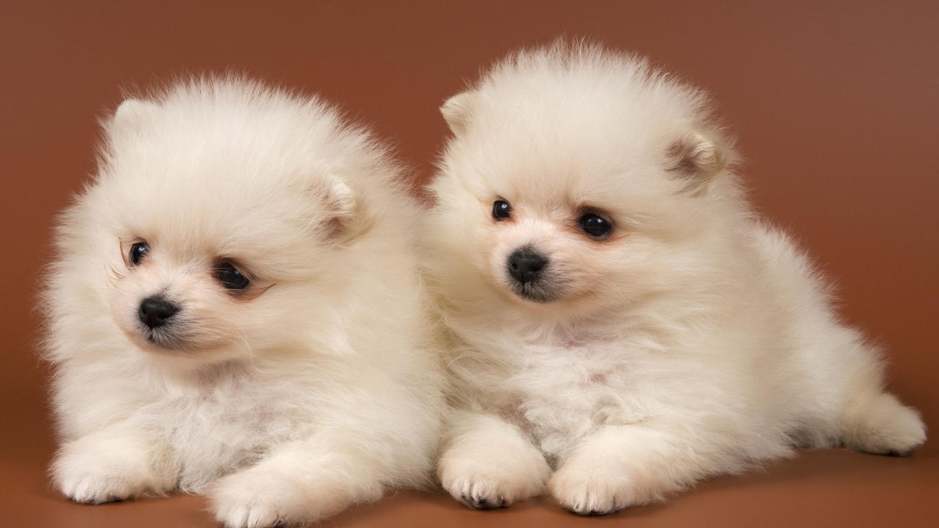 Щенки чау-чау