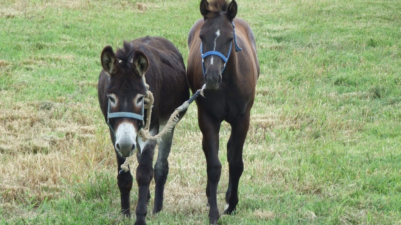 Осел и лошадь