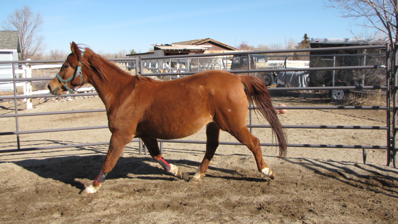 Толстая лошадь