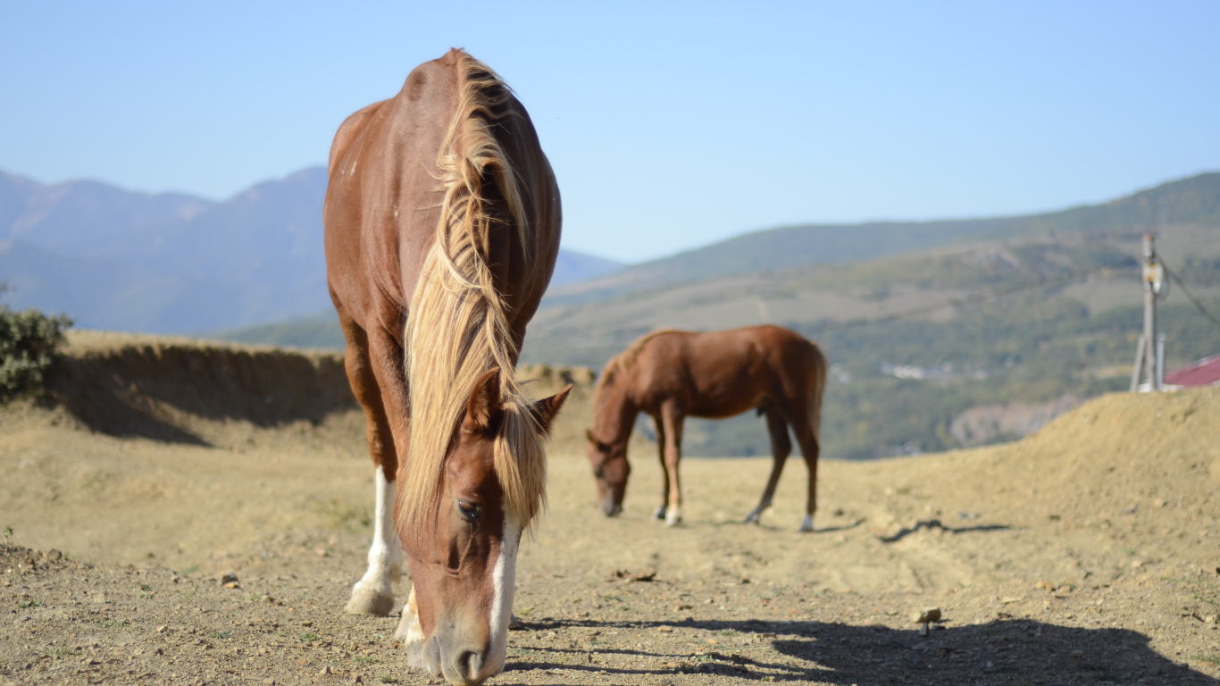 Прекрасные лошади