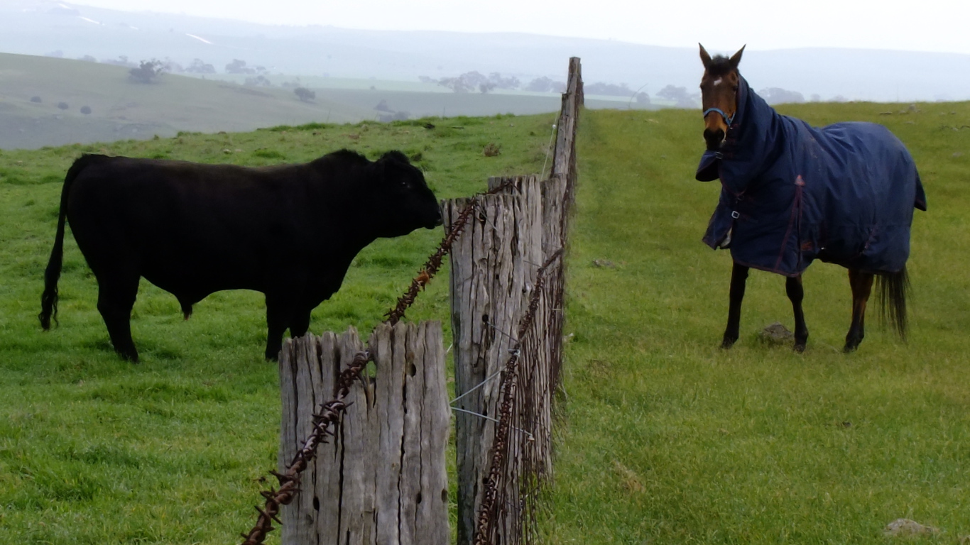 Лошадь и бык