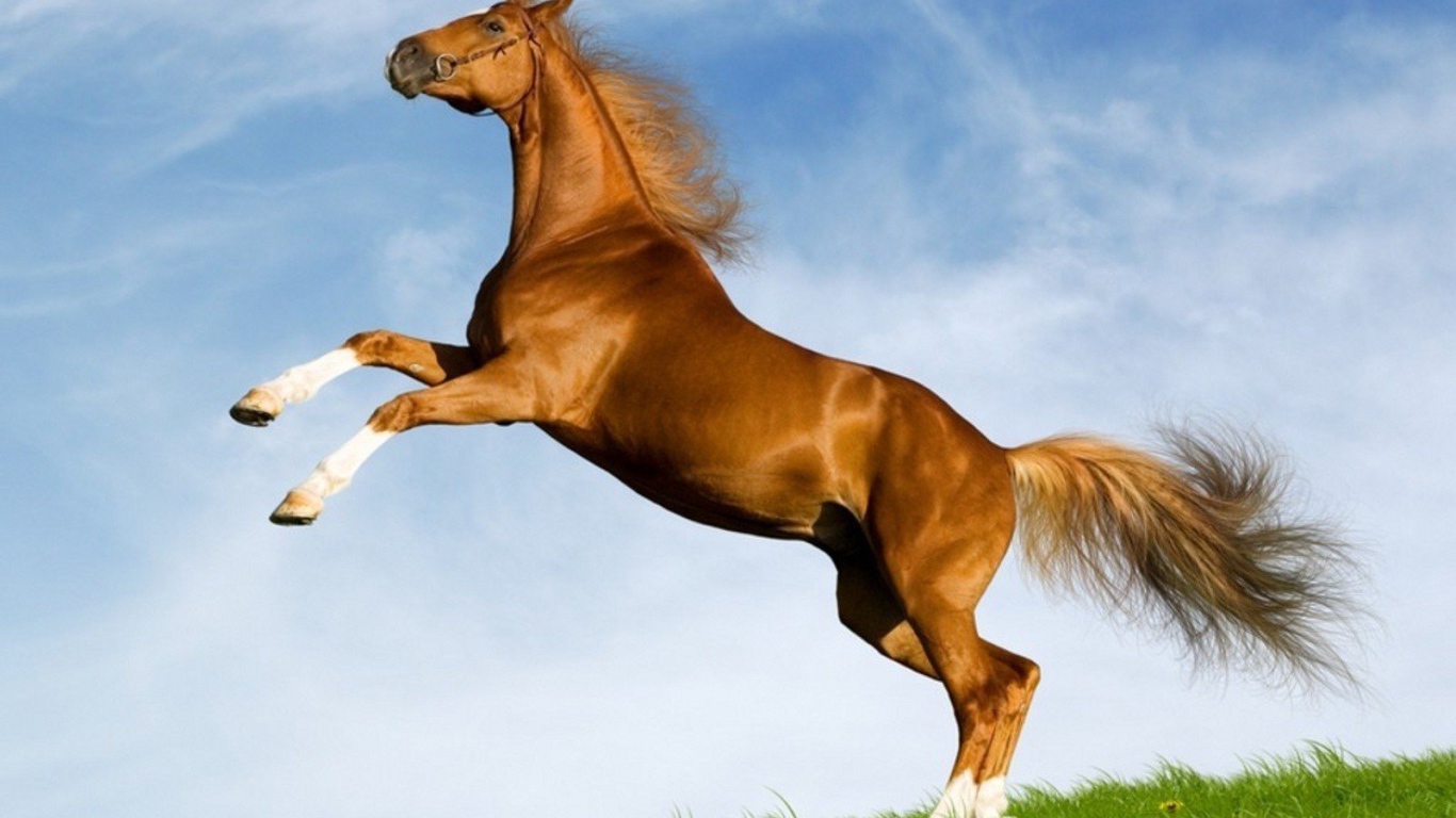 Лошадь моей мечты