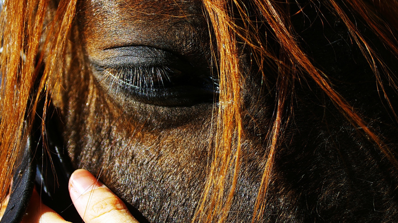 Глаза лошади