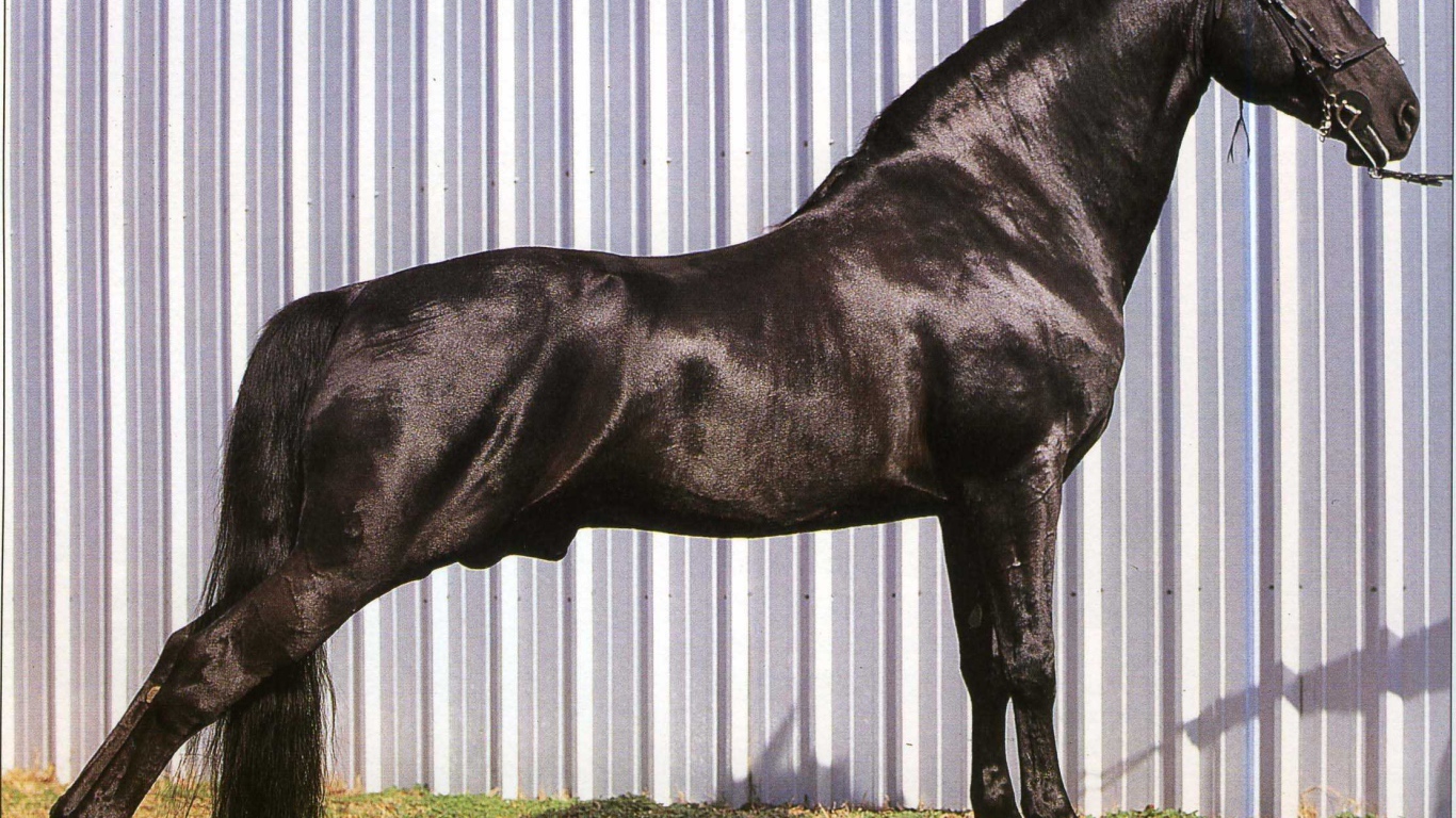 Выставка лошадей