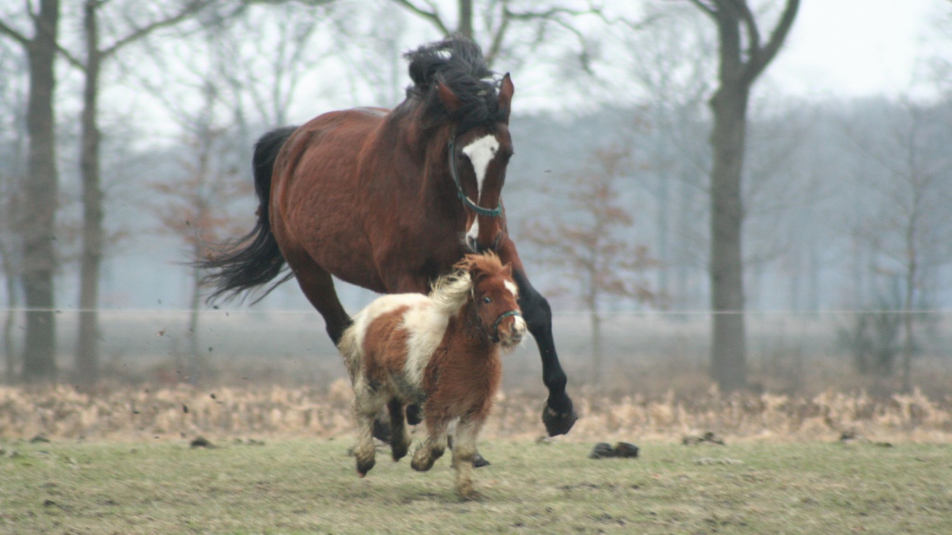 Мини лошади