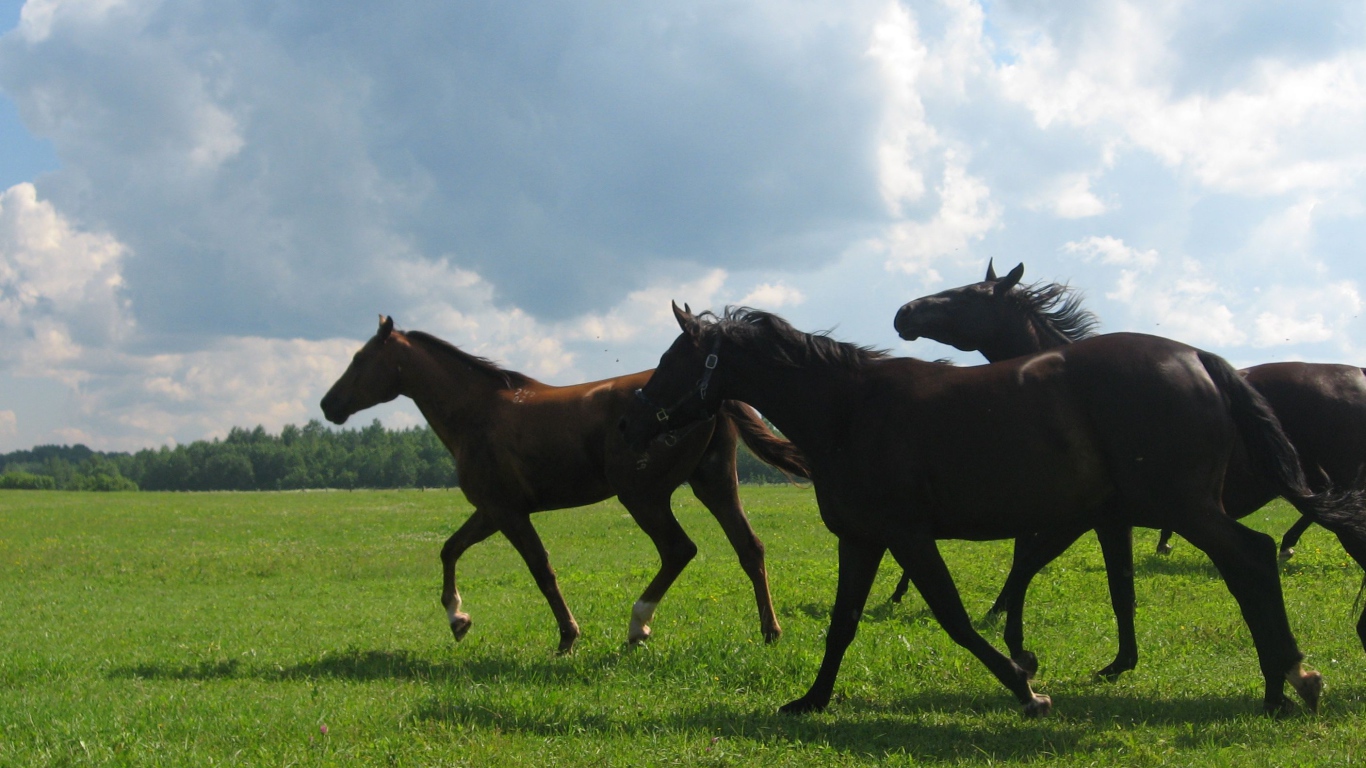 Русские породы лошадей