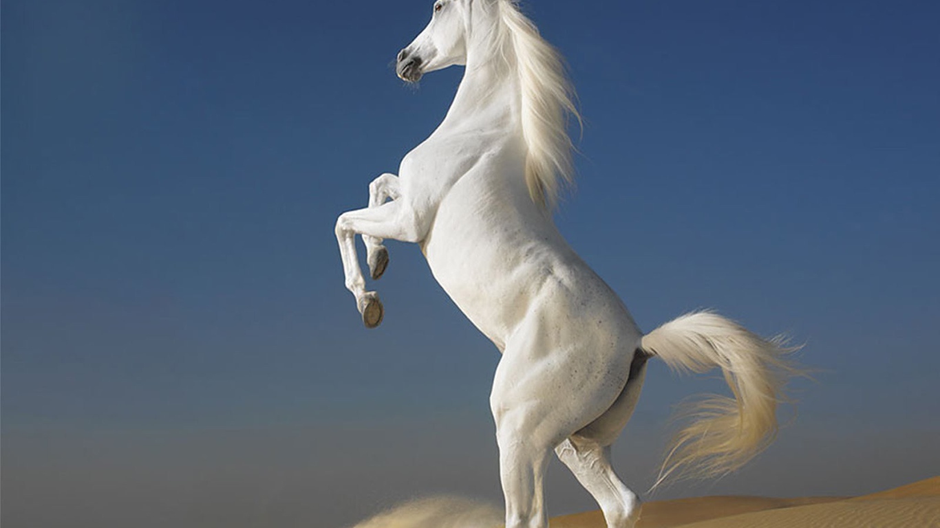 The most beautiful horse in the world