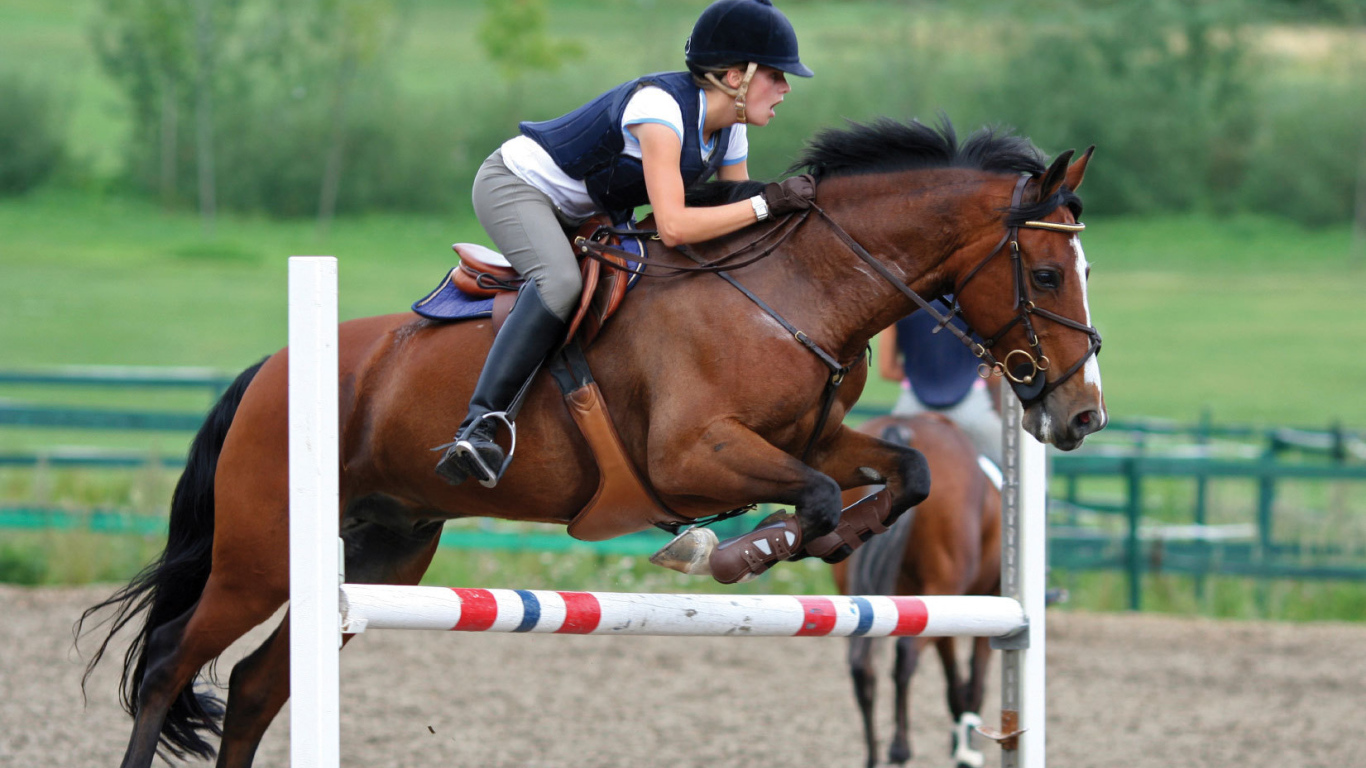 Самая дорогая лошадь в мире