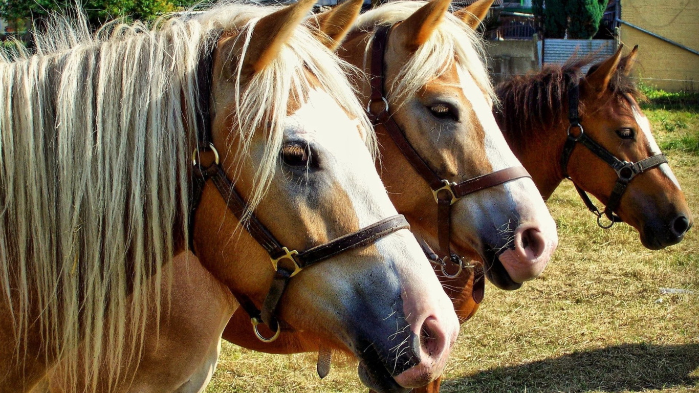 Чистокровные лошади