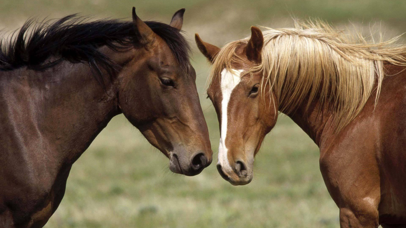 Две коричневые лошади