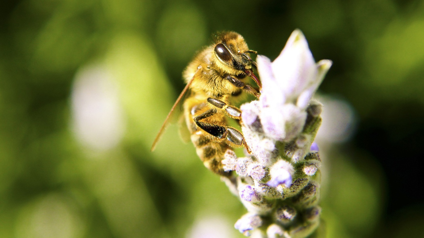 Пчела с цветка собирает мед
