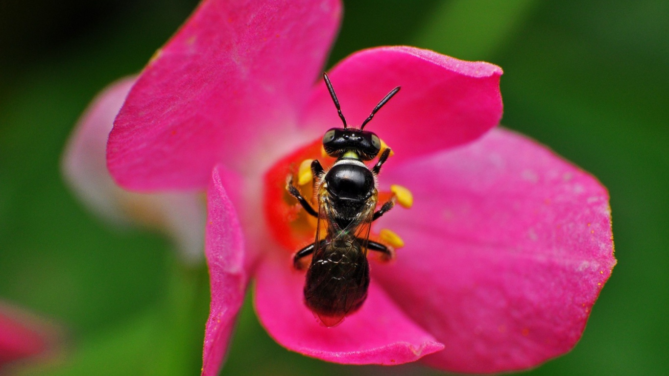 Пчела на розовом цветке