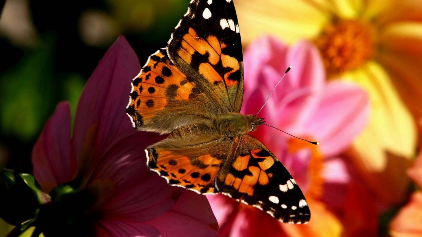 Бабочка в полете