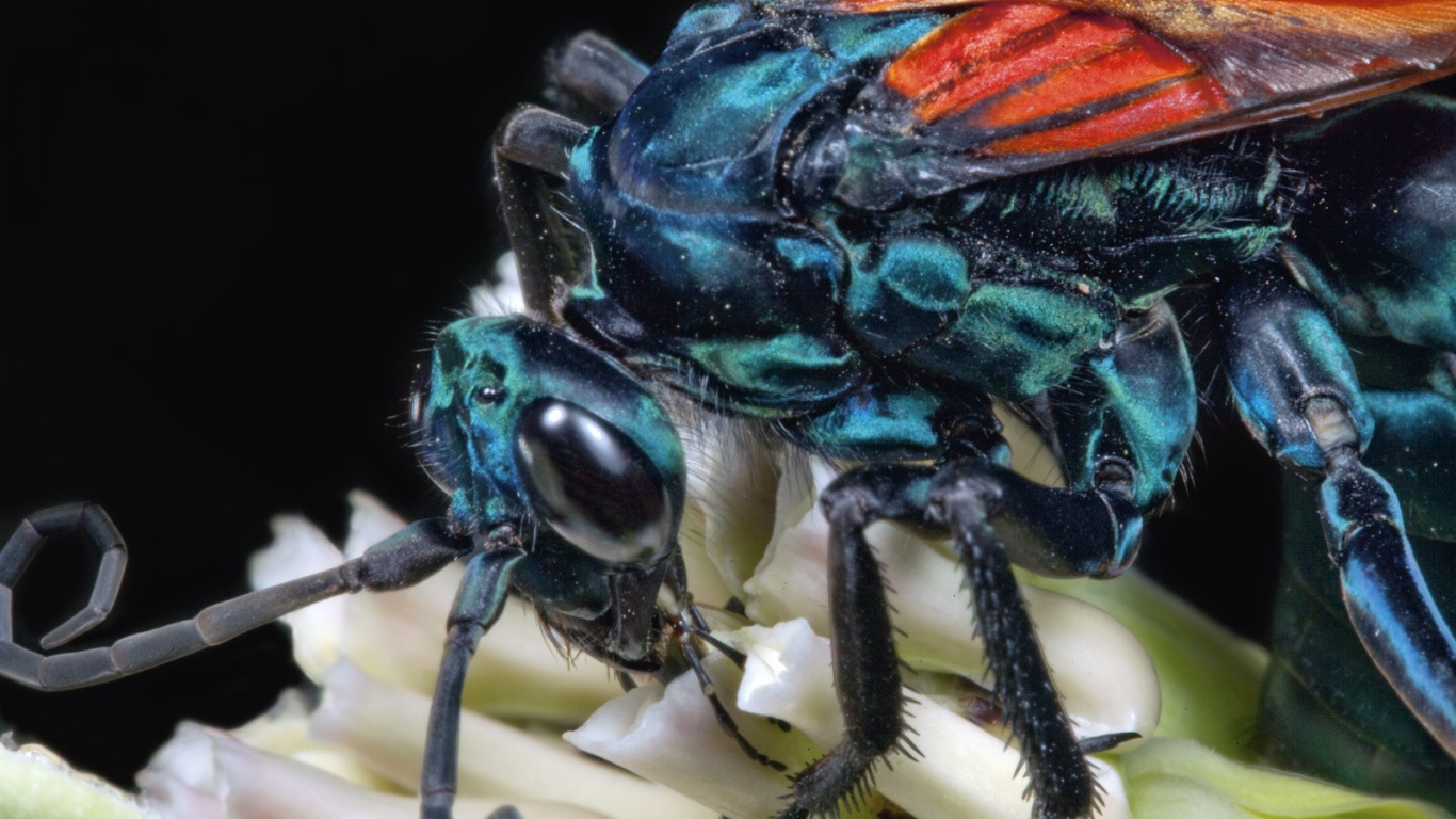 Муха крупным планом